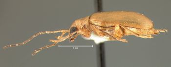 Media type: image; Entomology 18295   Aspect: habitus lateral view